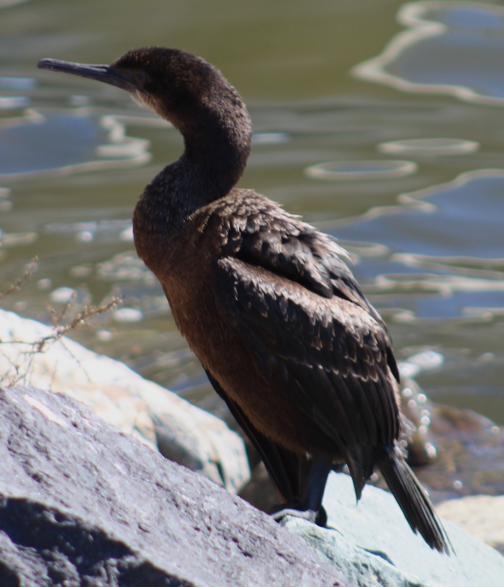 blåhakeskarv - ML647691926