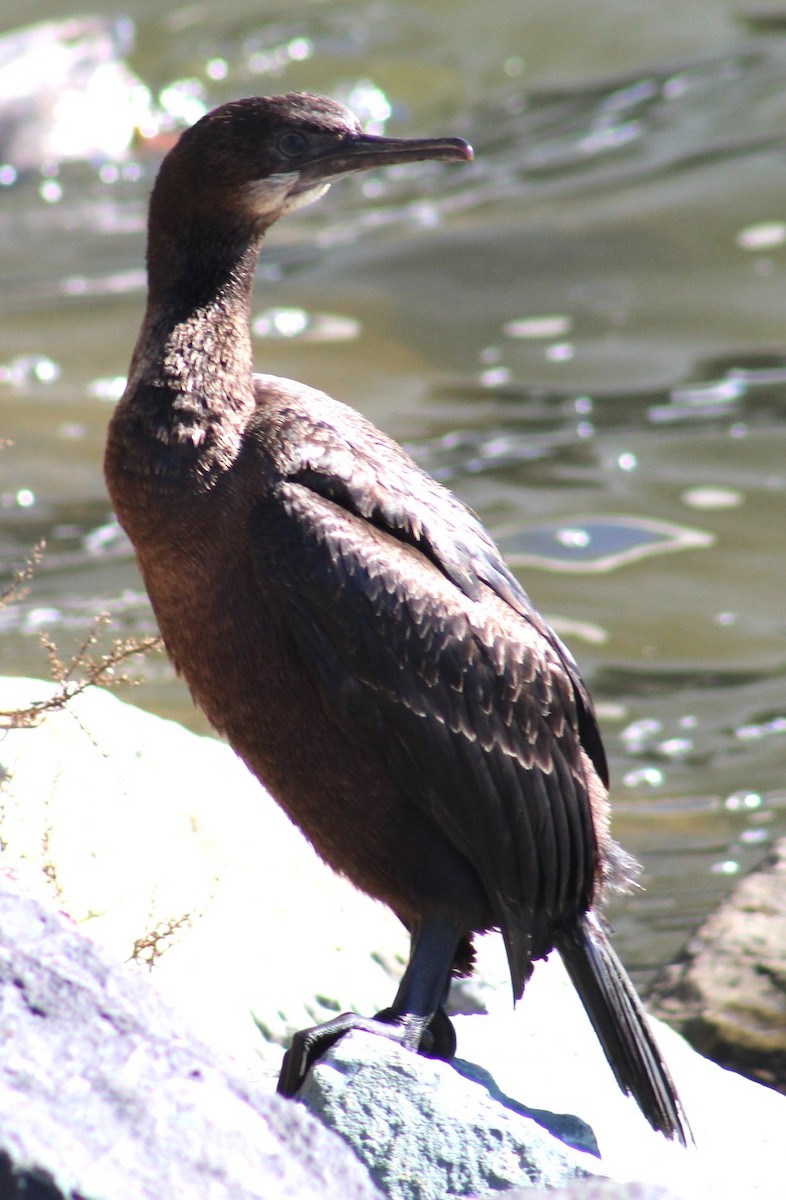 blåhakeskarv - ML647691927