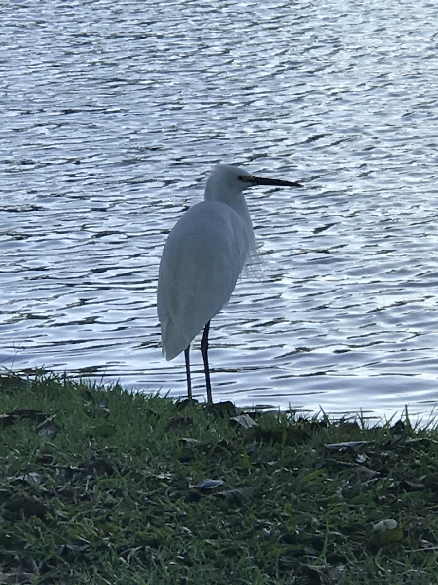 snøhegre - ML647691928