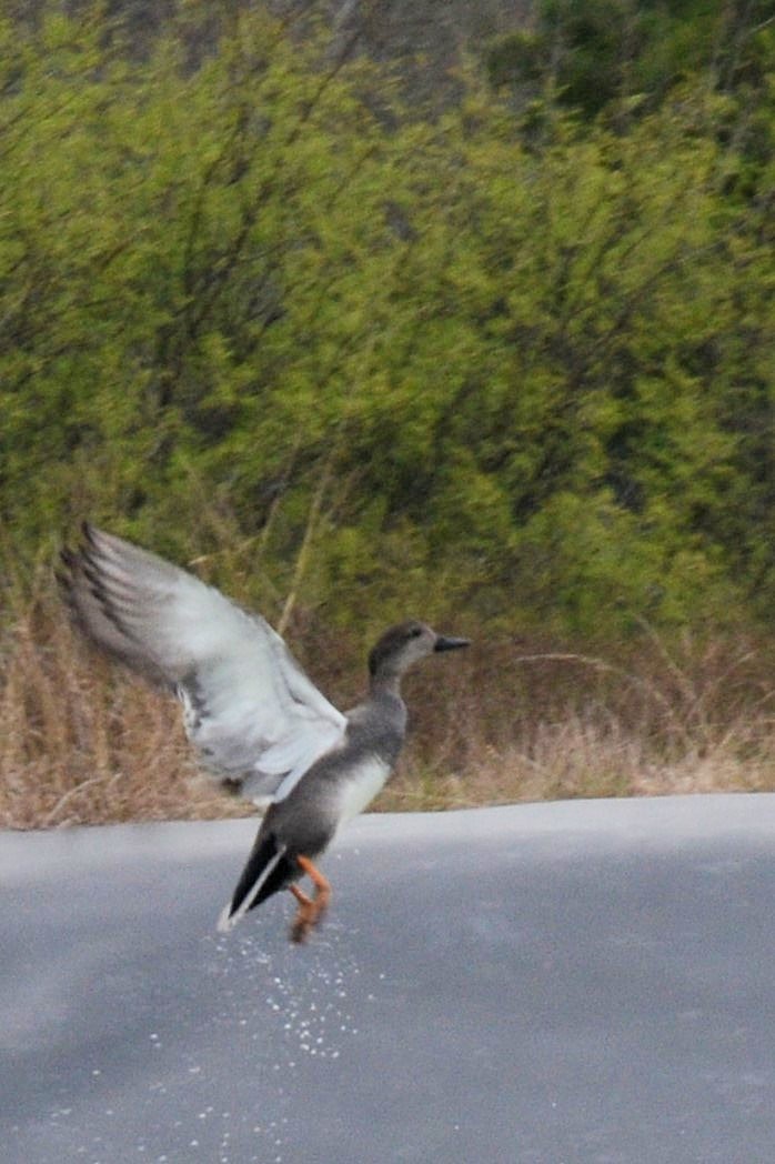 snadderand - ML647691930