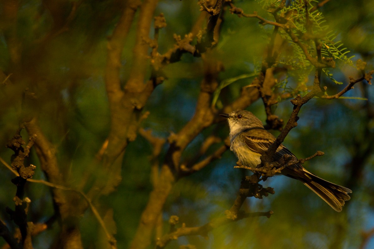 Tyranneau suiriri - ML647691931