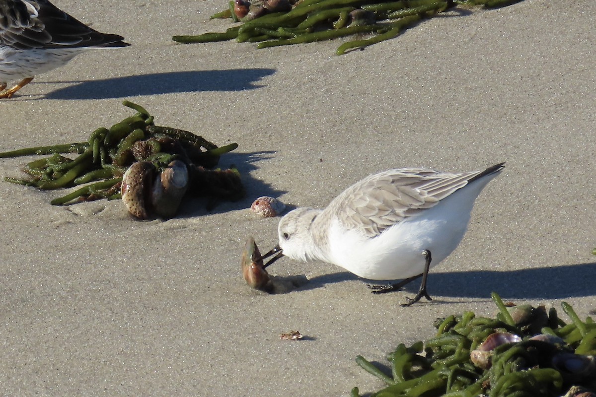 sandløper - ML647691934