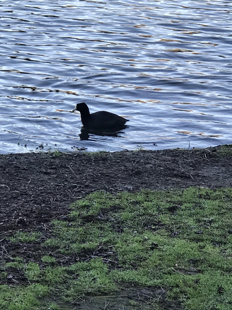 Лиска американська - ML647691947