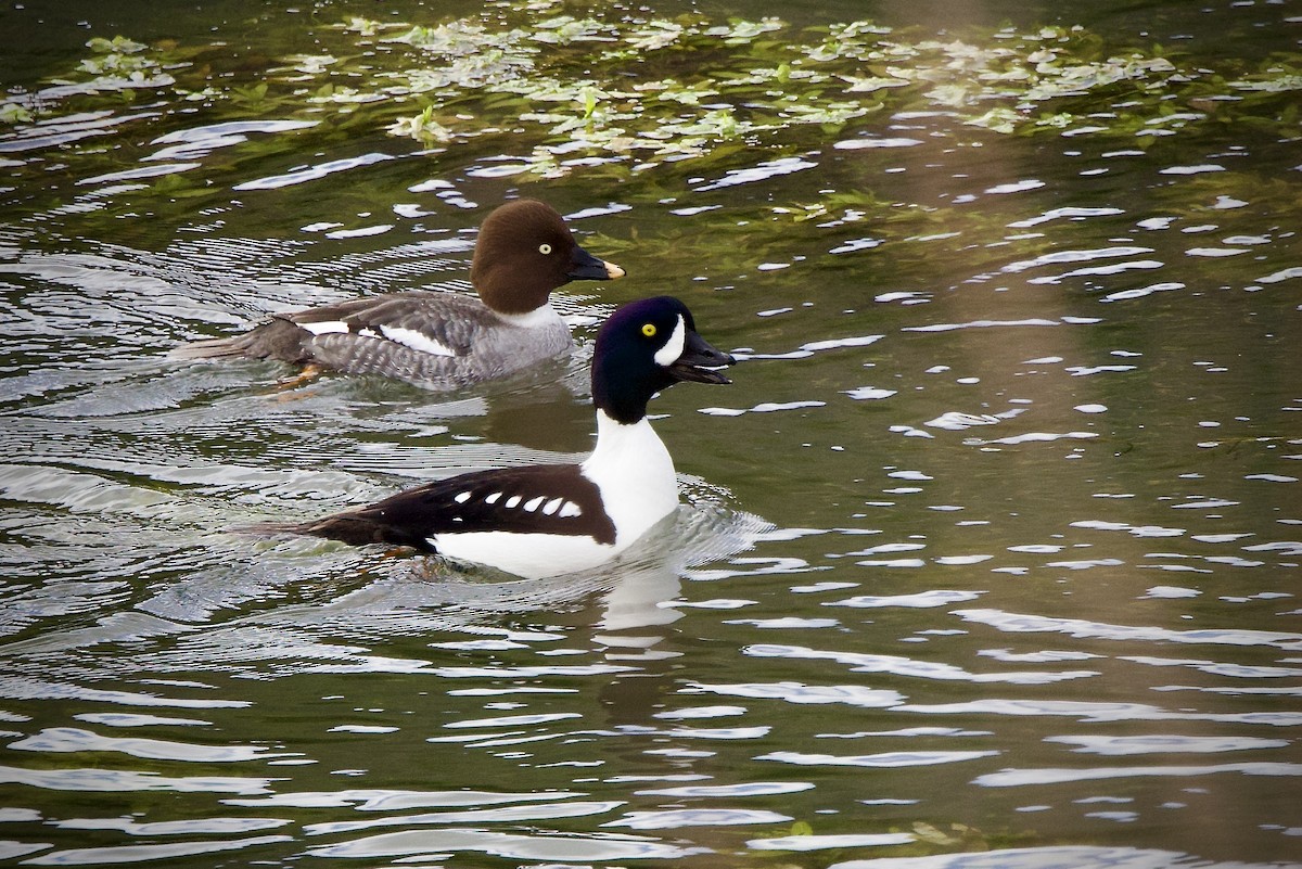 Исландский гоголь - ML647691949