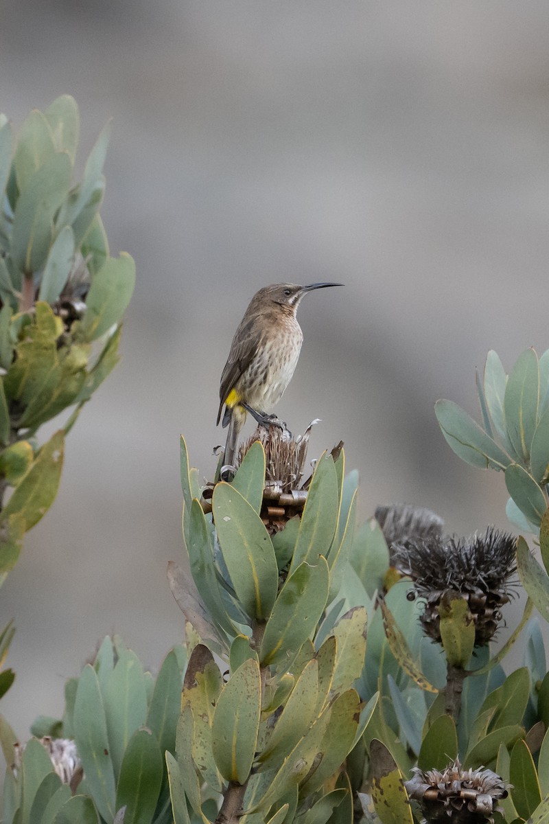 Cape Sugarbird - ML647691956