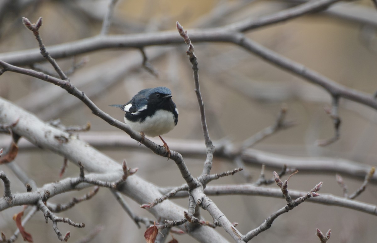 Black-throated Blue Warbler - ML647691992