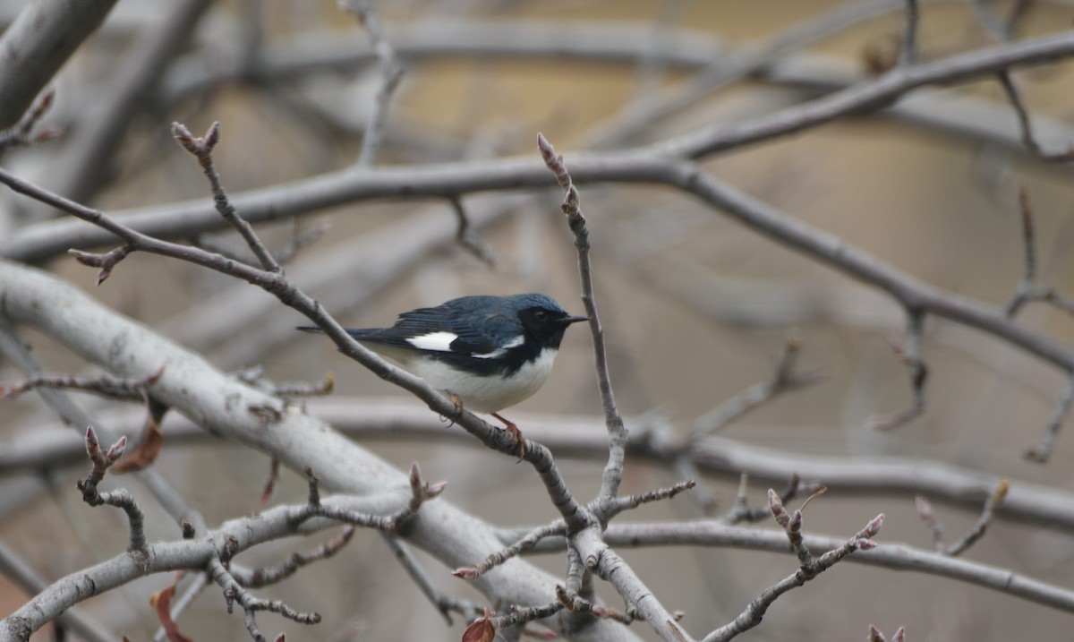 Black-throated Blue Warbler - ML647691993