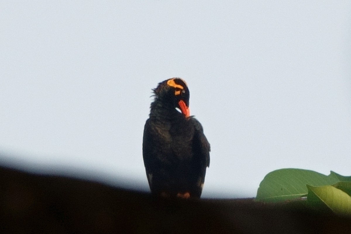 loskuták jižní - ML647692005