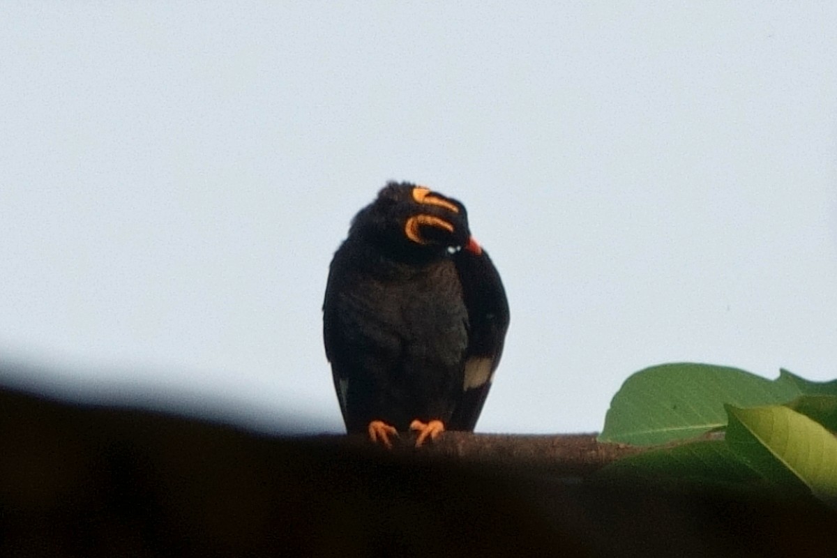 loskuták jižní - ML647692008