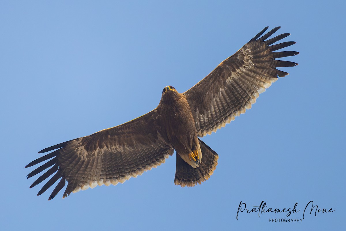 Steppe Eagle - ML647692013