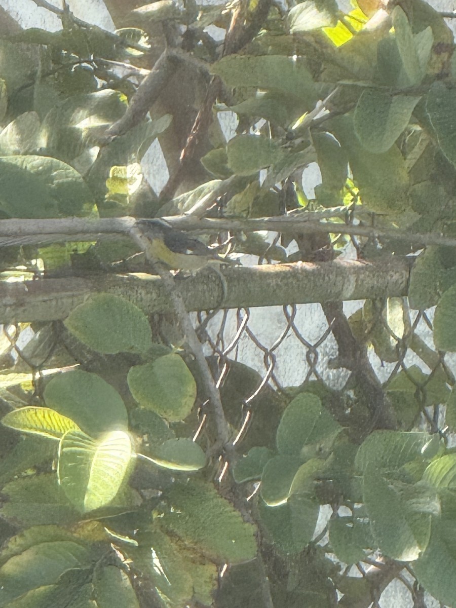 Bananaquit (Puerto Rico) - ML647692017