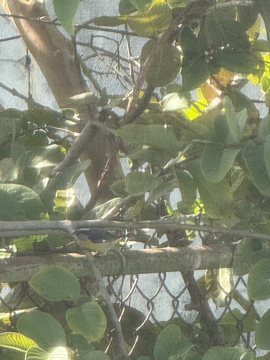 Bananaquit (Puerto Rico) - ML647692021