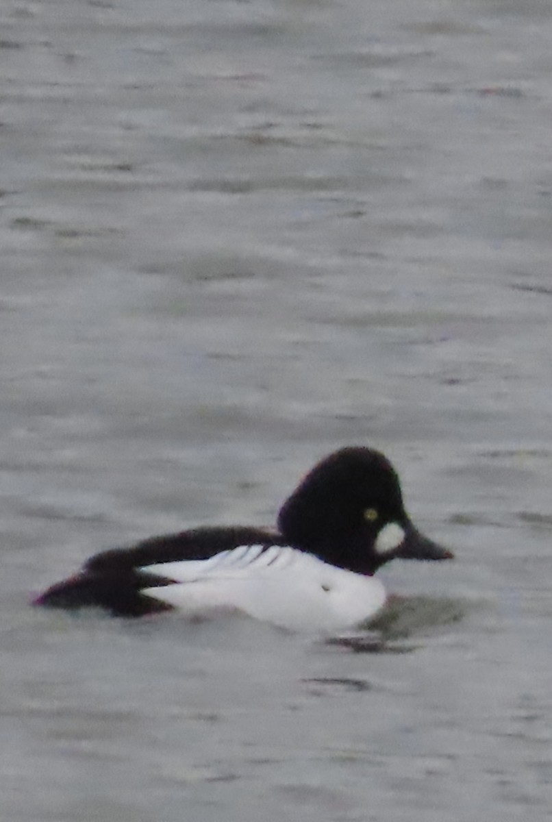 Common Goldeneye - ML647692027