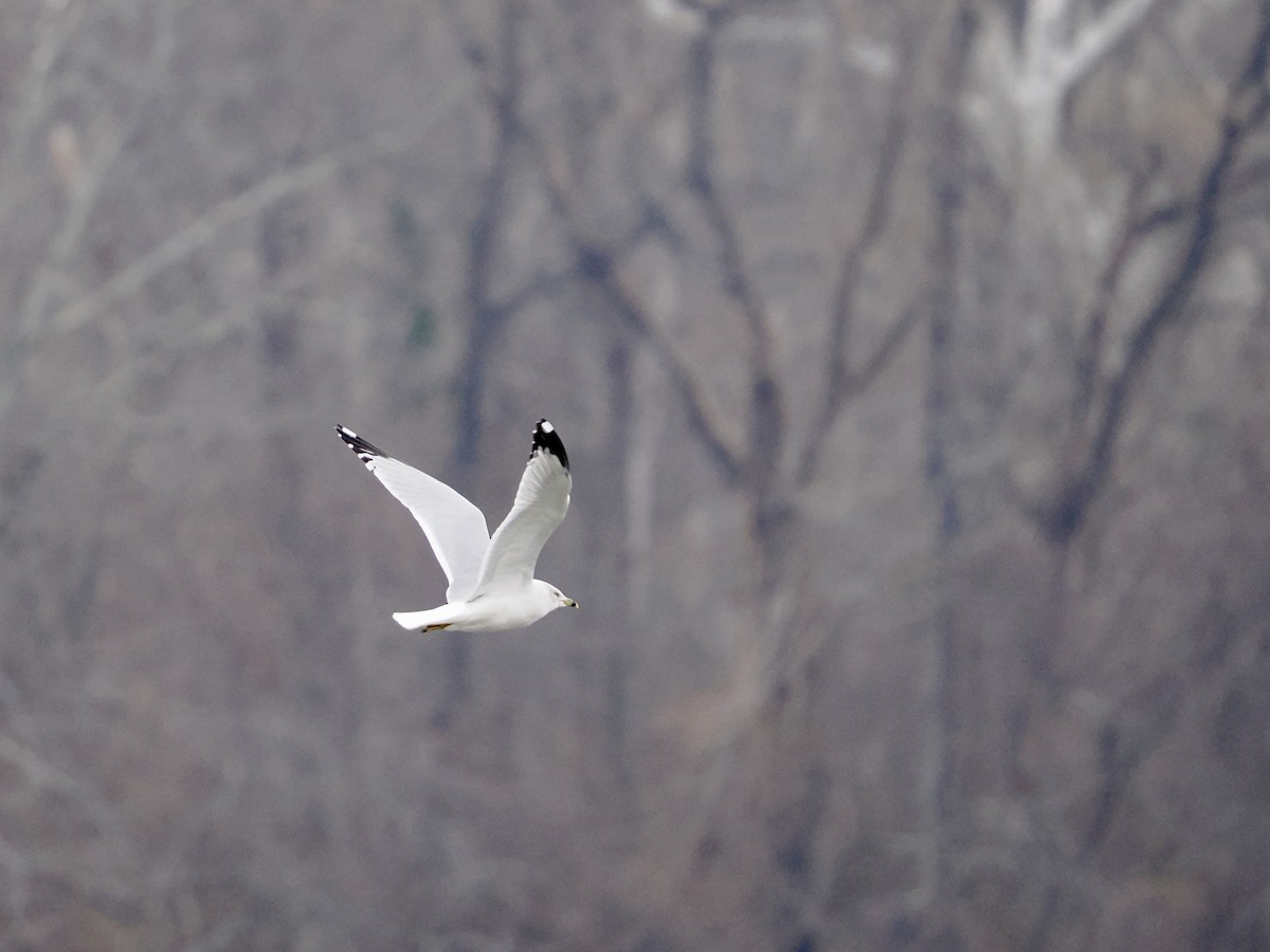 Ring-billed Gull - ML647692028