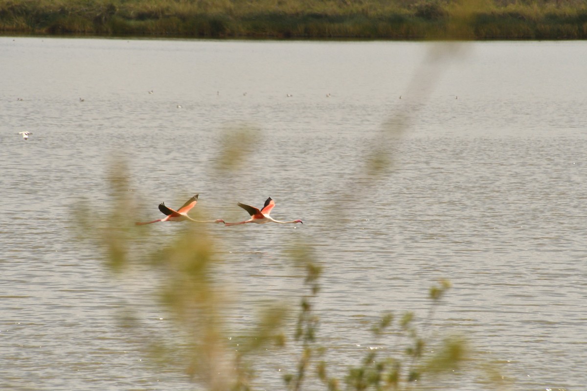 Greater Flamingo - ML647692030