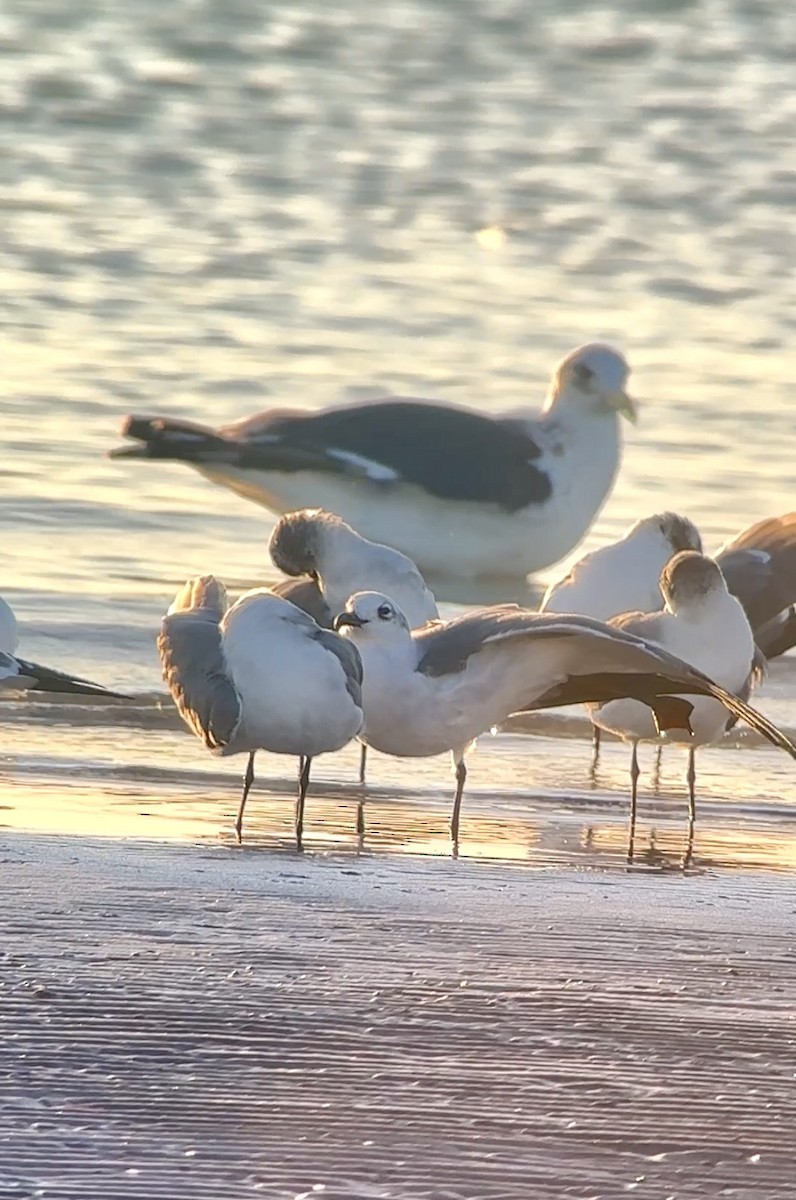 Lesser Black-backed Gull - ML647692033