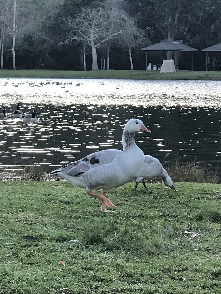 Domestic goose sp. (Domestic type) - ML647692034