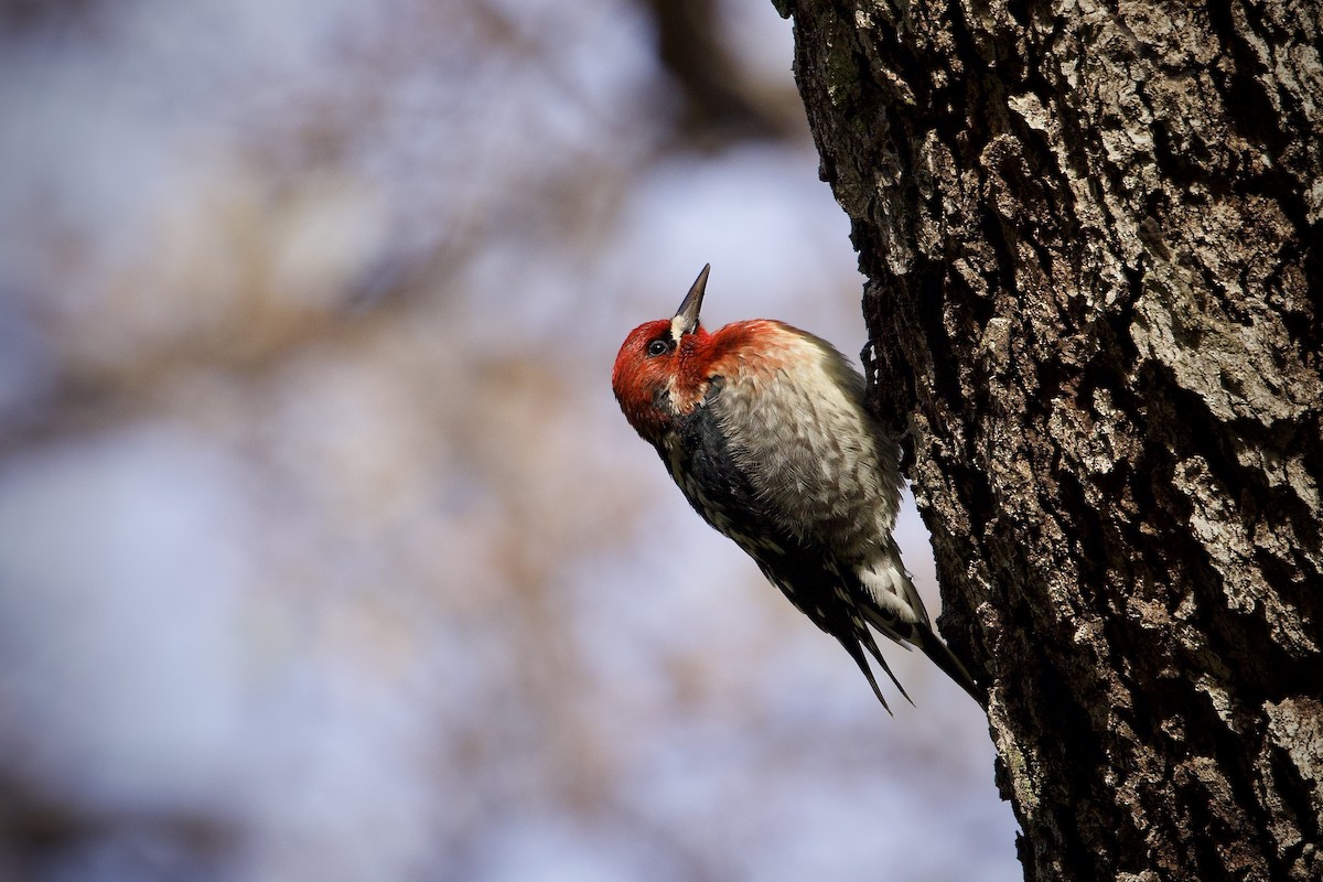 Red-breasted Sapsucker - ML647692035