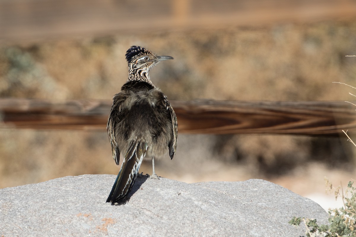 Greater Roadrunner - ML647692036
