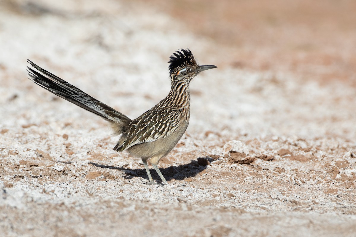Greater Roadrunner - ML647692037