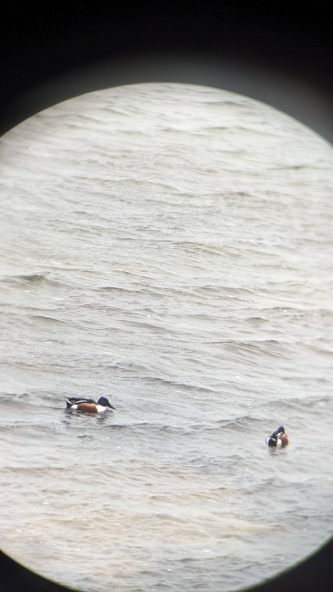 Northern Shoveler - ML647692039