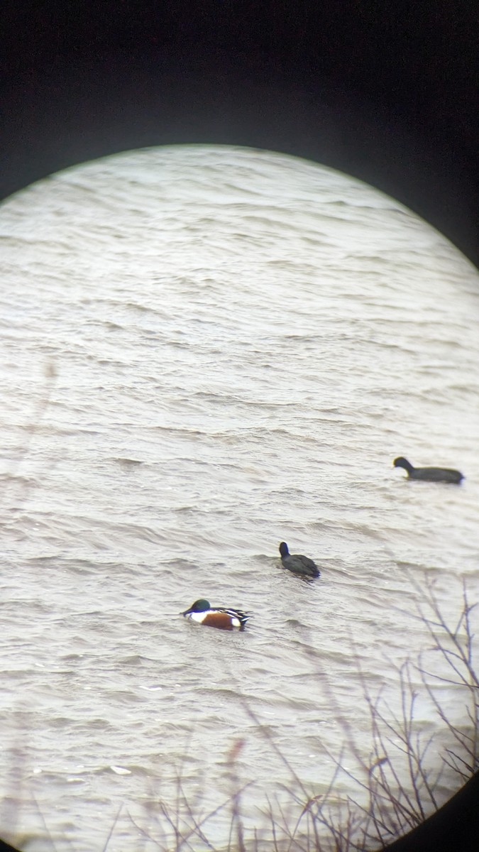 Northern Shoveler - ML647692041