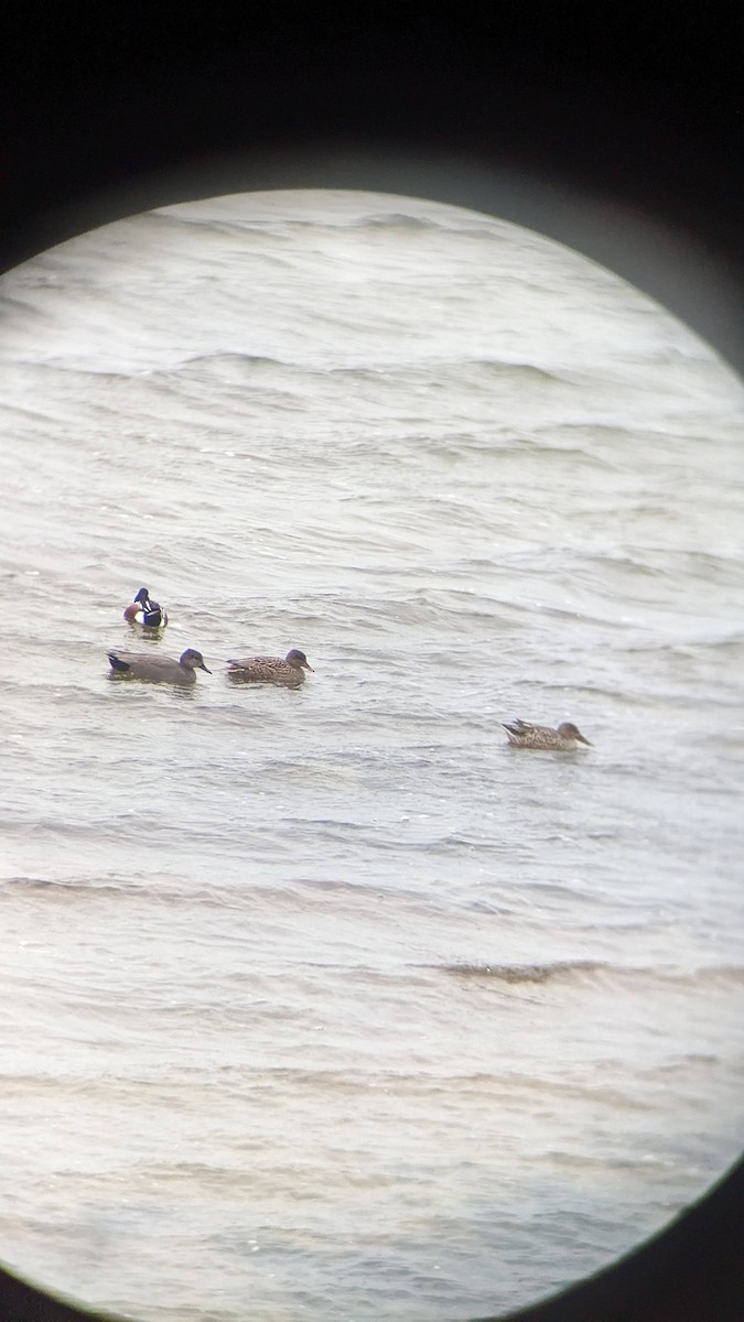 Northern Shoveler - ML647692042