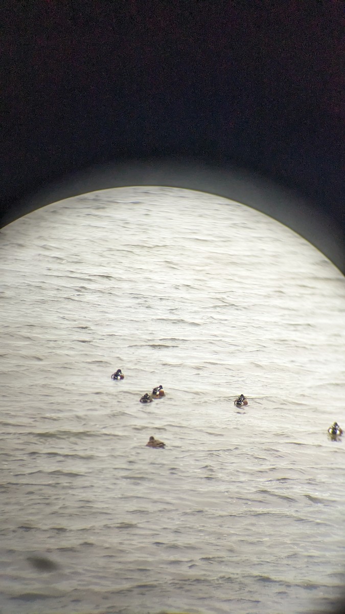 Northern Shoveler - ML647692044