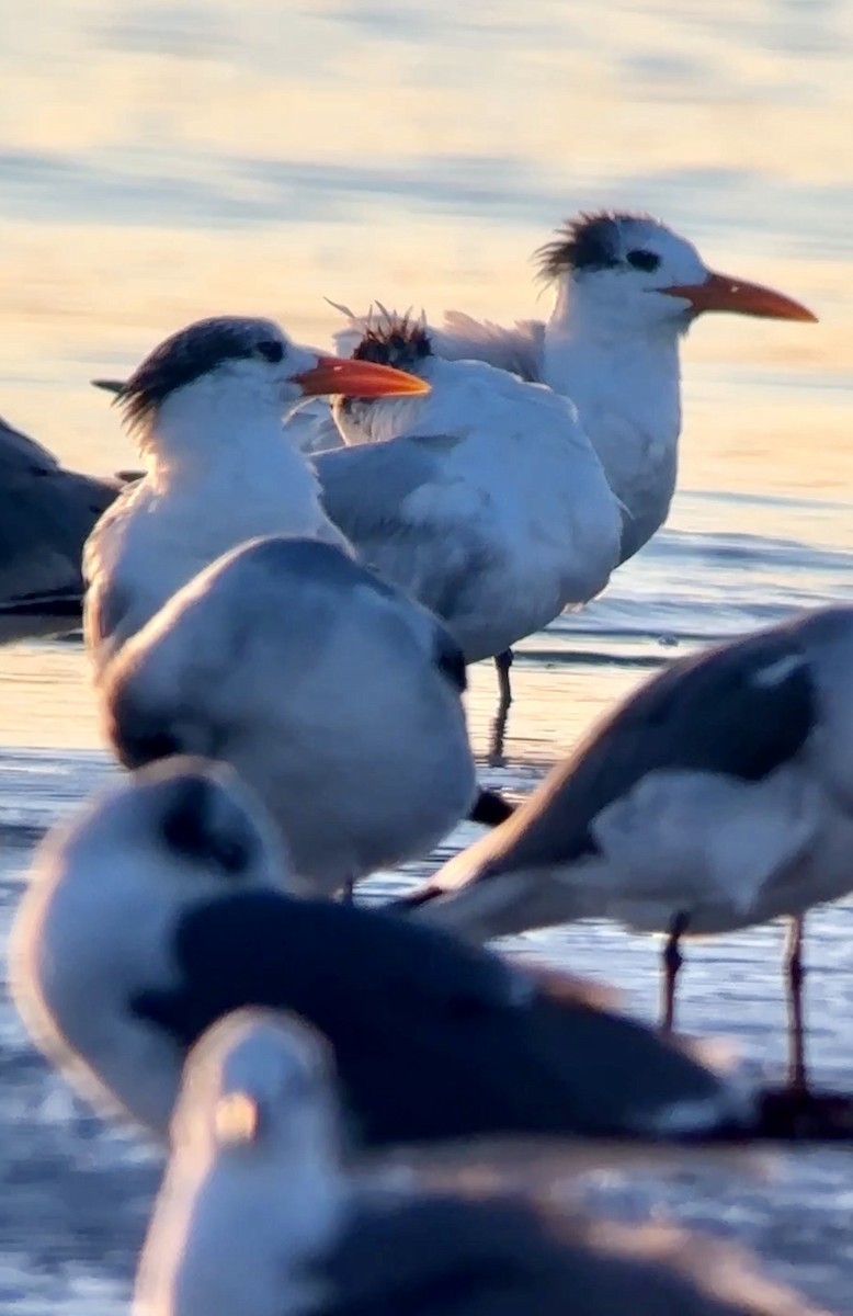 Royal Tern - ML647692045