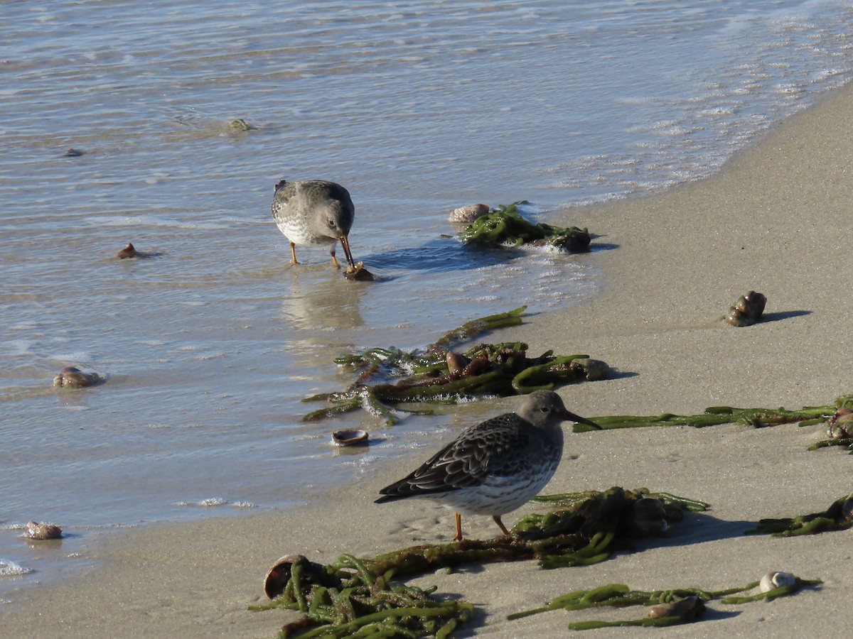 Purple Sandpiper - ML647692046