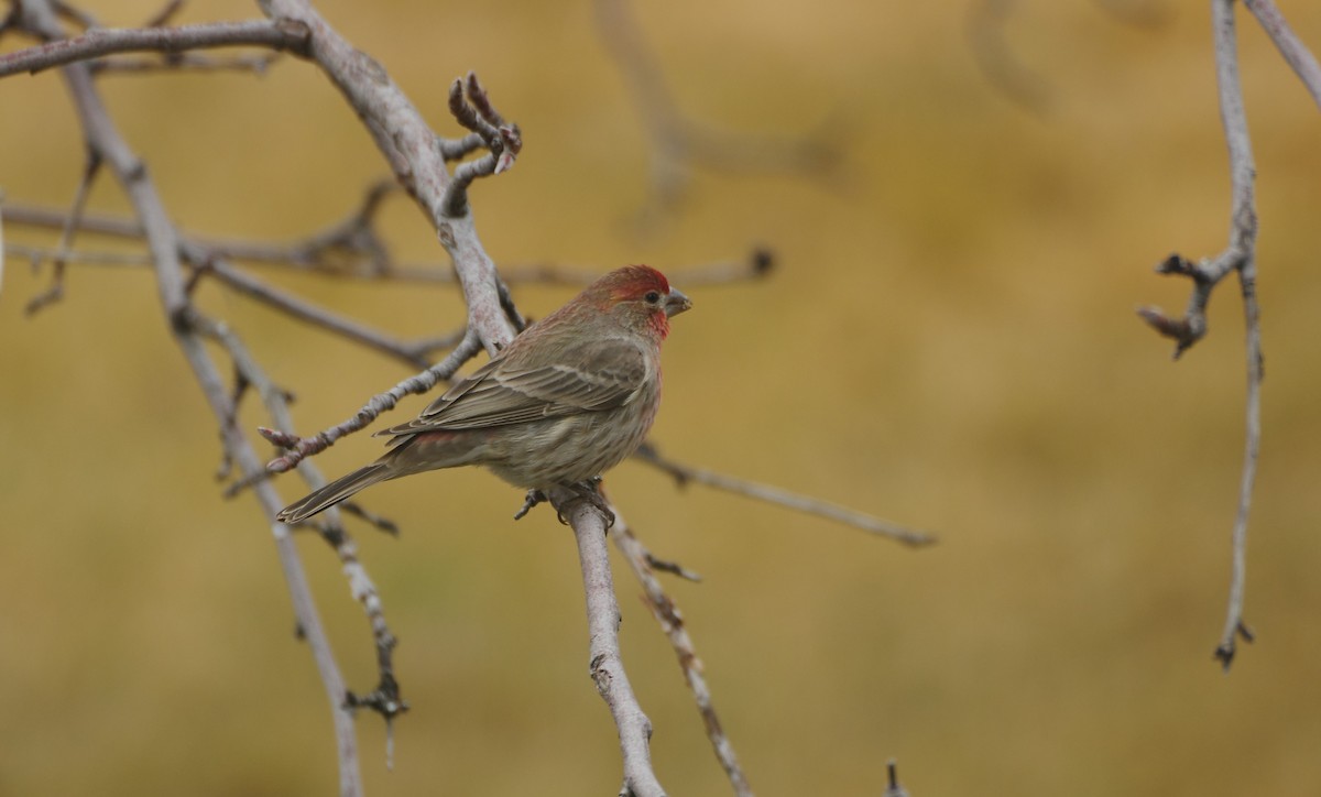House Finch - ML647692048