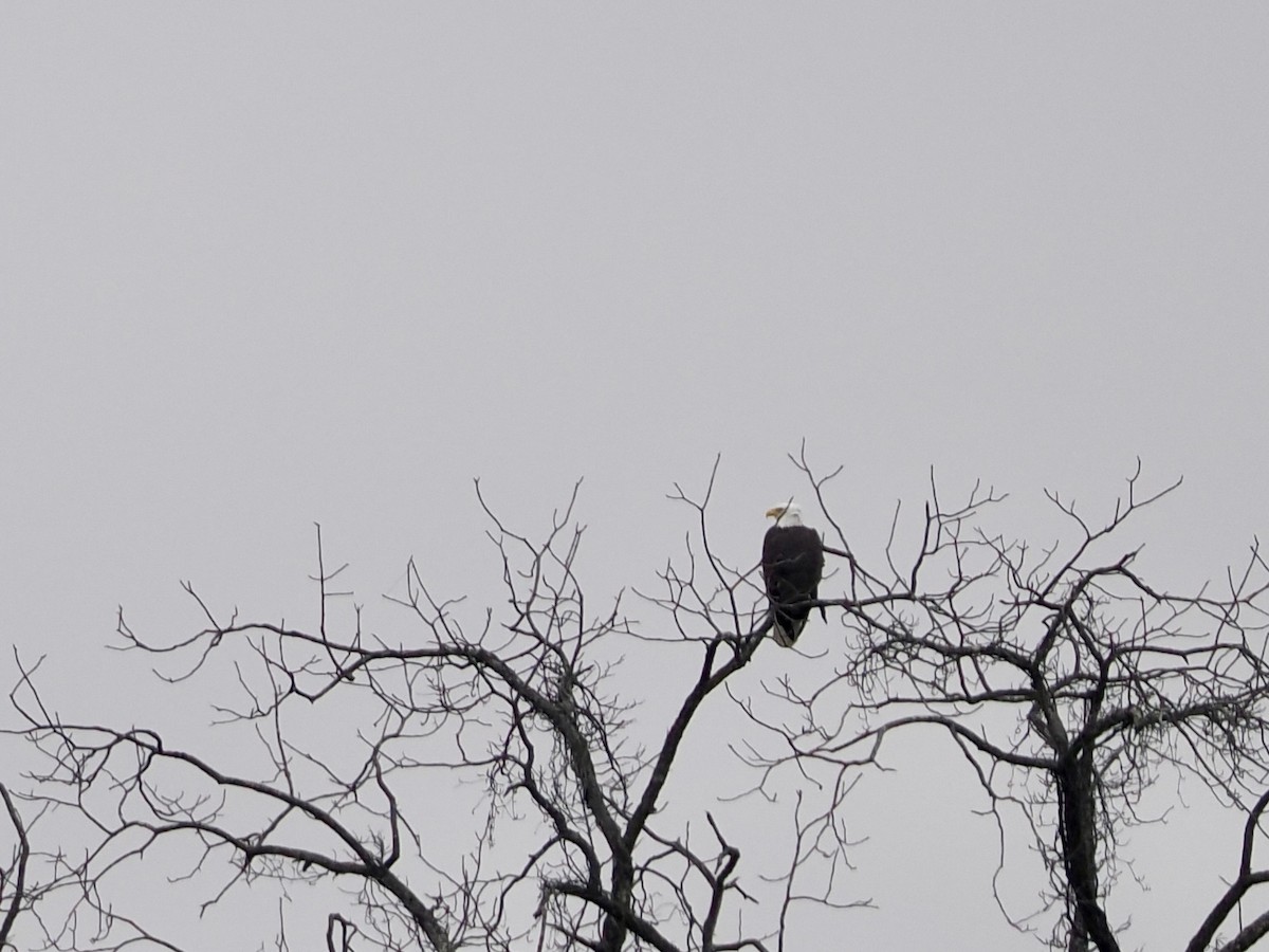 Bald Eagle - ML647692049