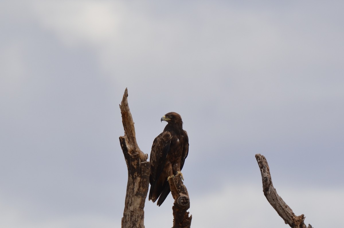 Steppe Eagle - ML647692051