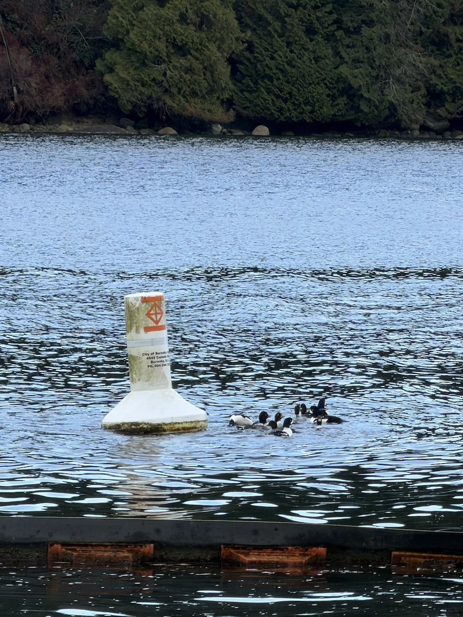 Barrow's Goldeneye - ML647692054