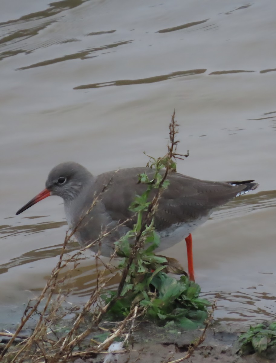 Common Redshank - ML647692061