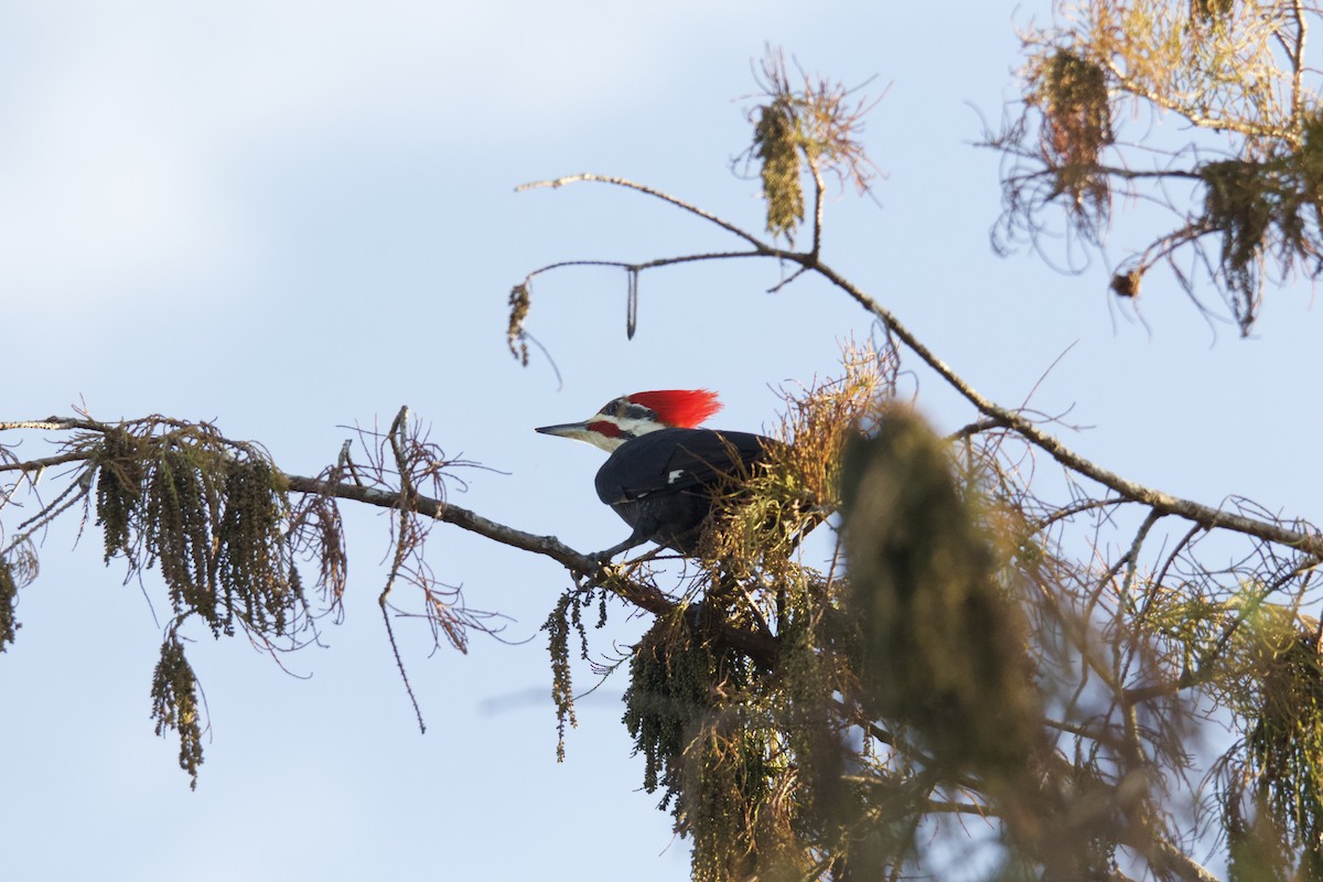 Pileated Woodpecker - ML647692062