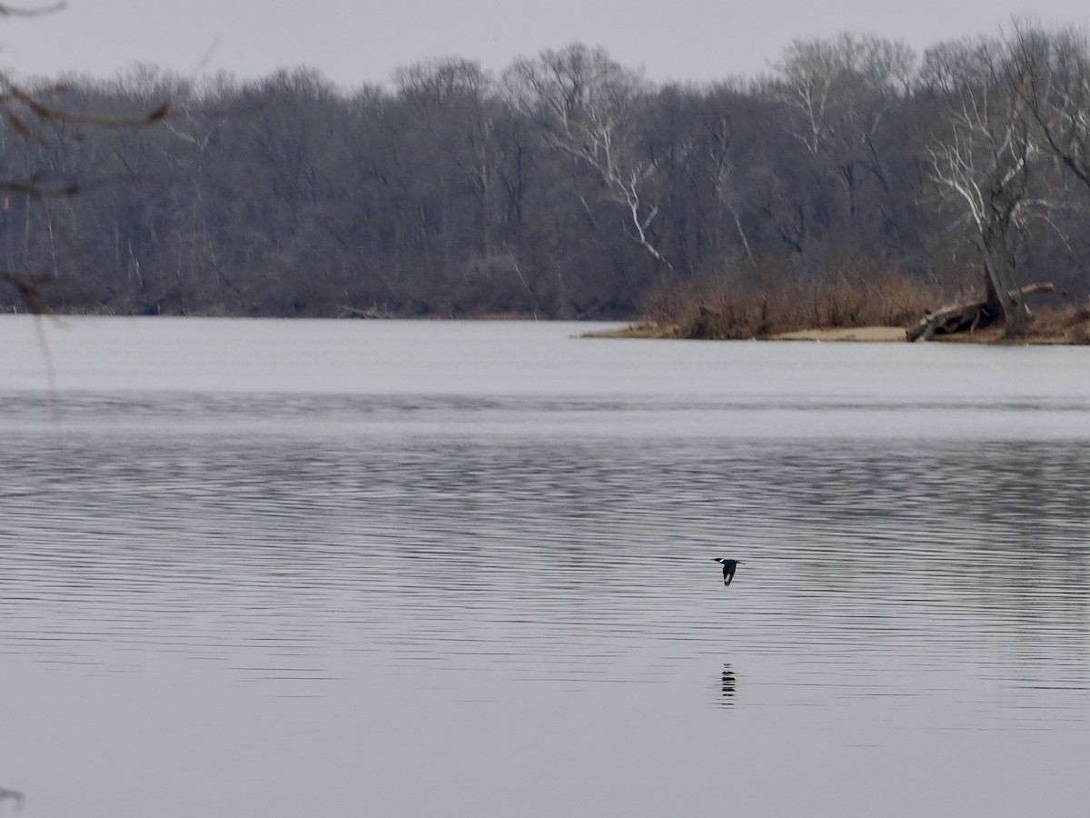 Belted Kingfisher - ML647692063
