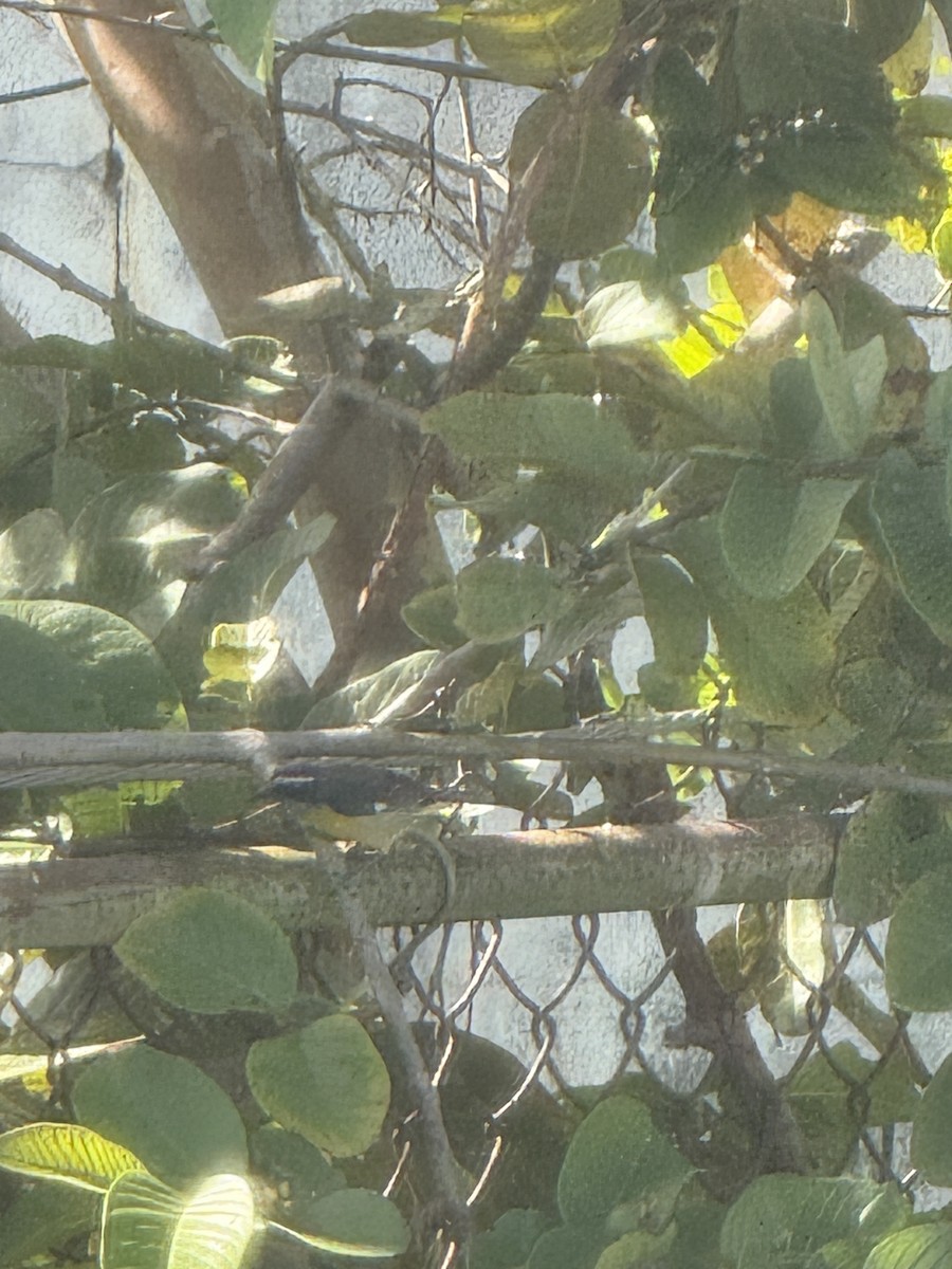 Bananaquit (Puerto Rico) - ML647692064