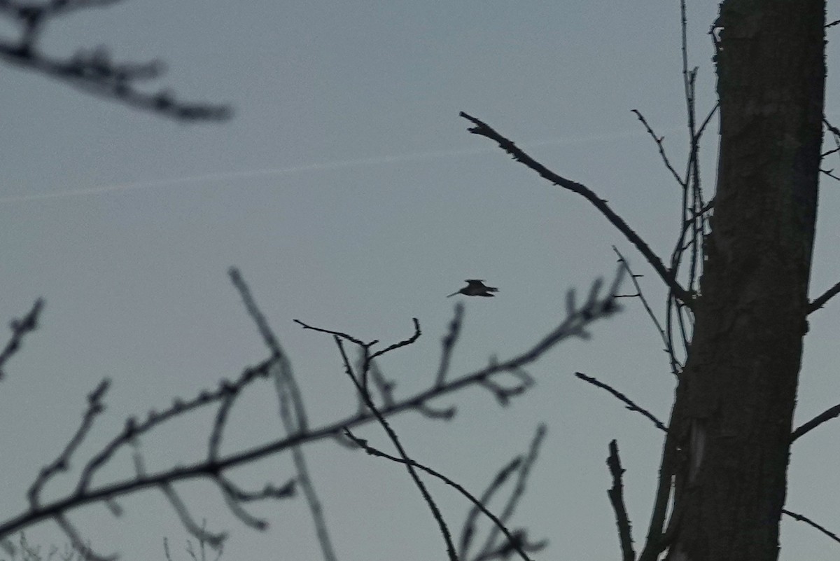 Common Snipe - ML647692065