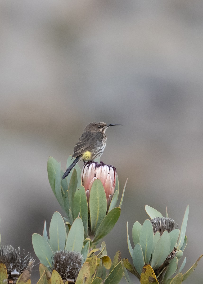 Cape Sugarbird - ML647692101
