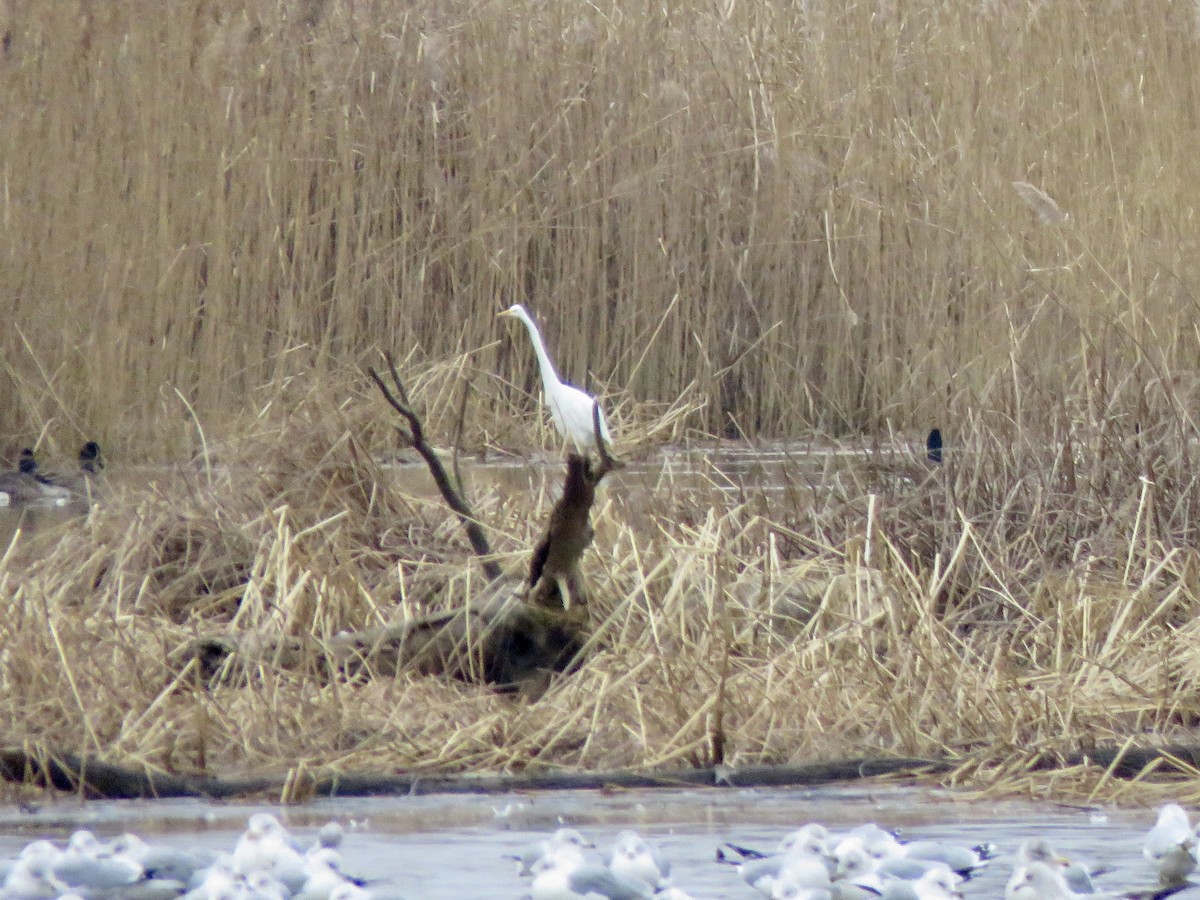 Garceta Grande - ML647692108