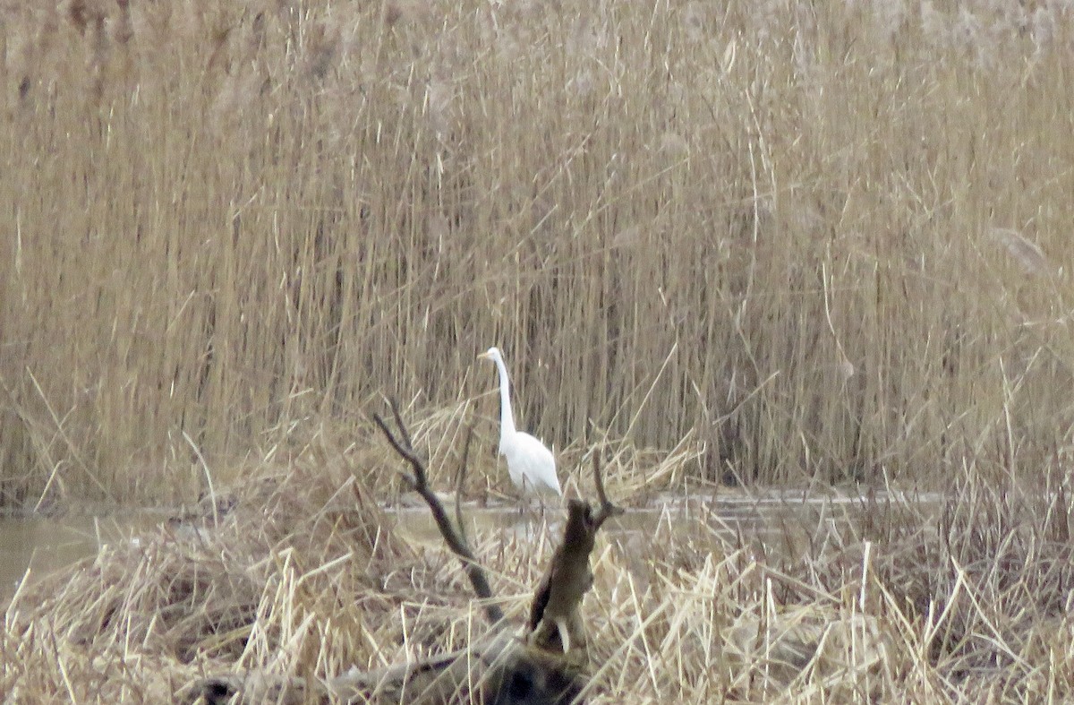 Garceta Grande - ML647692109