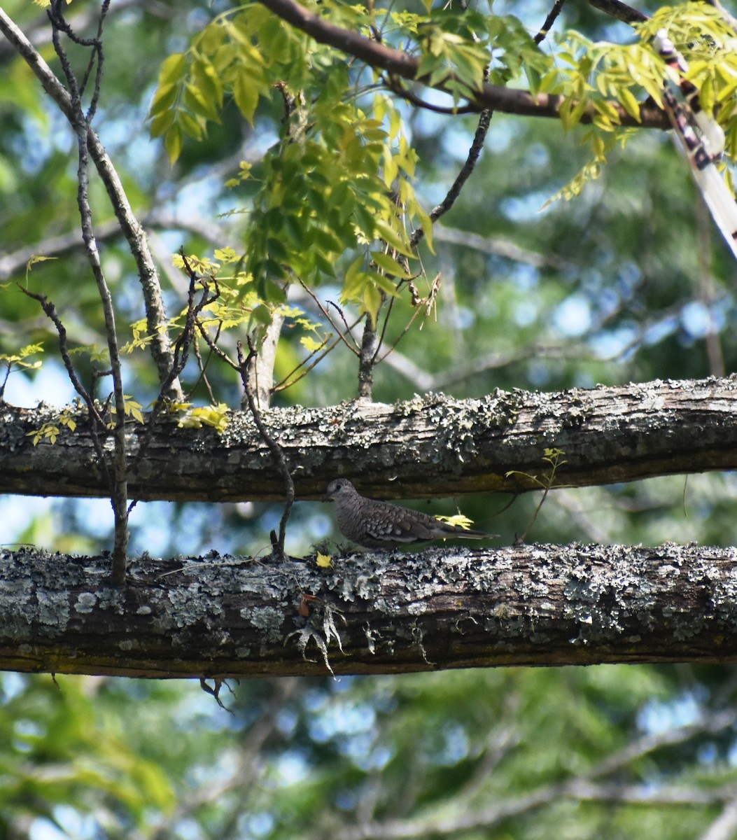Colombe écaillée - ML647692142