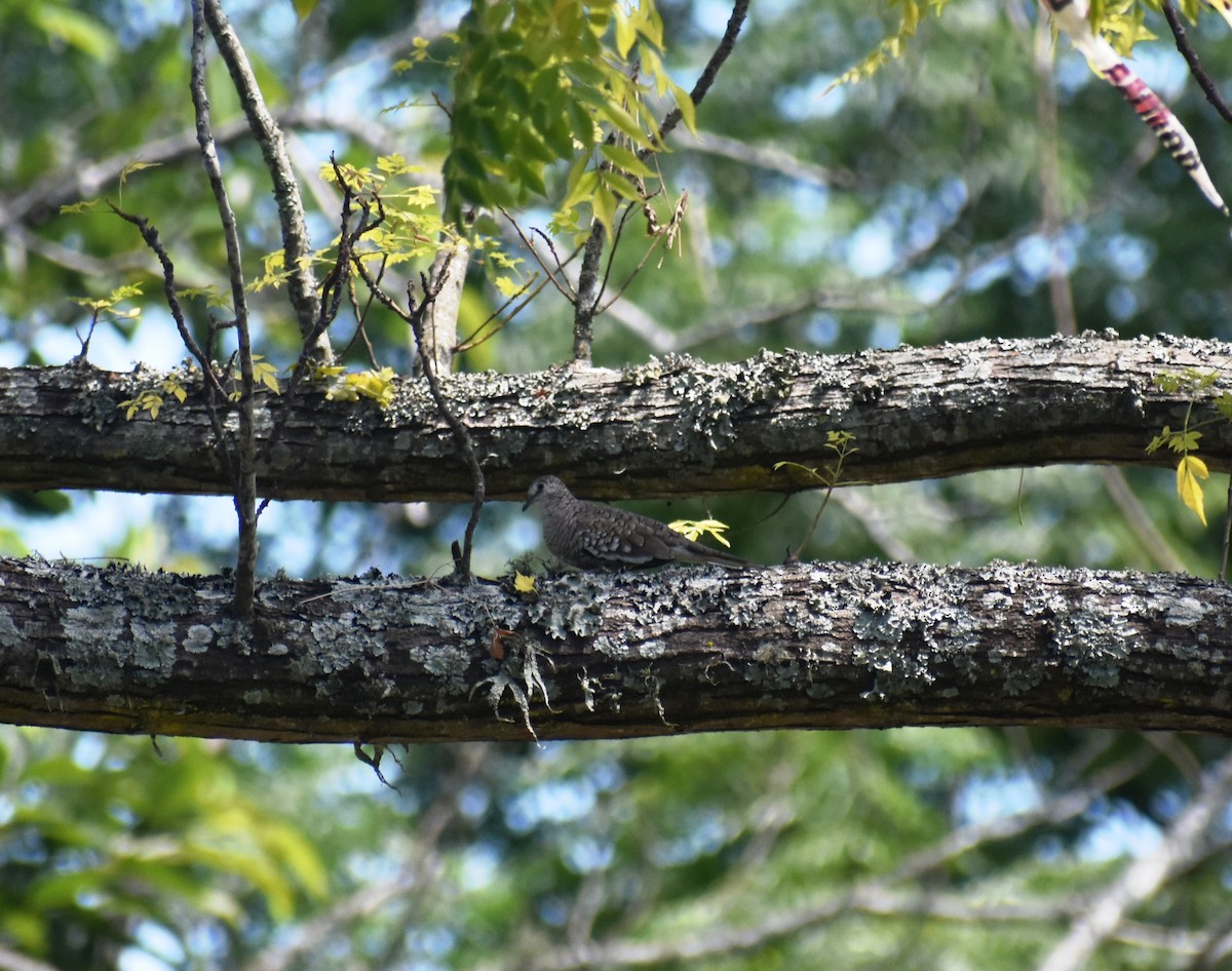 Colombe écaillée - ML647692143