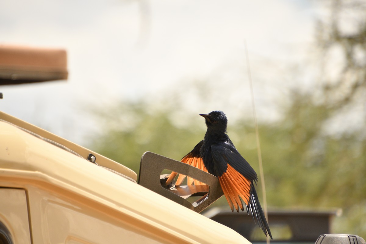 Kızılkanat - ML647692147