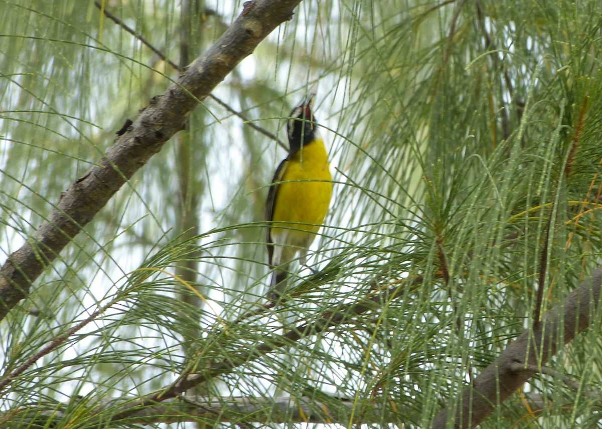 Bananaquit - ML647692148