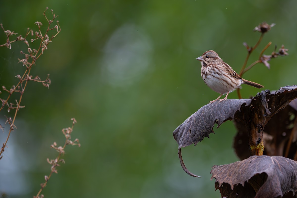 Bruant chanteur - ML647692161