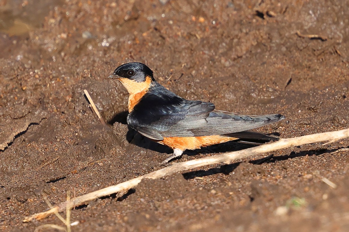 Hirondelle à ventre roux - ML647692163