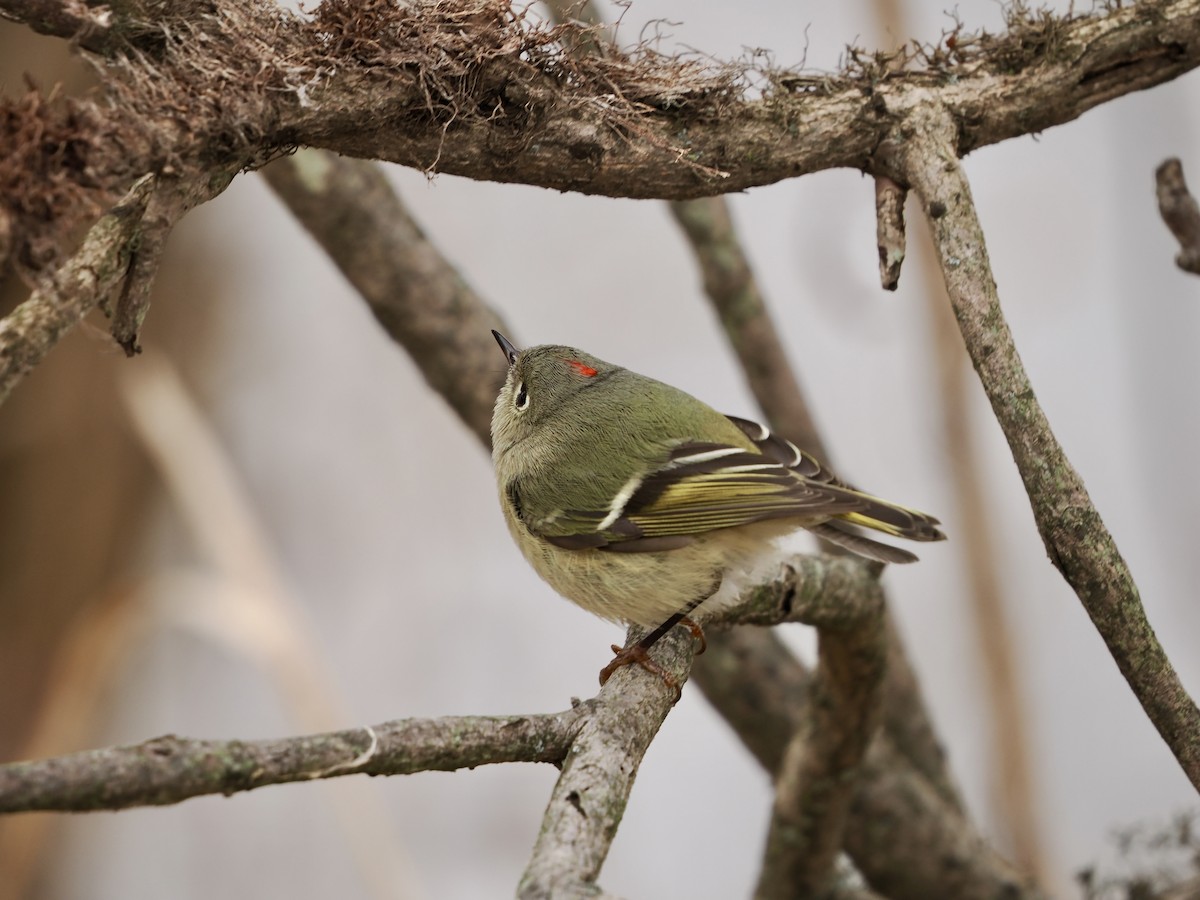 Roitelet à couronne rubis - ML647692165