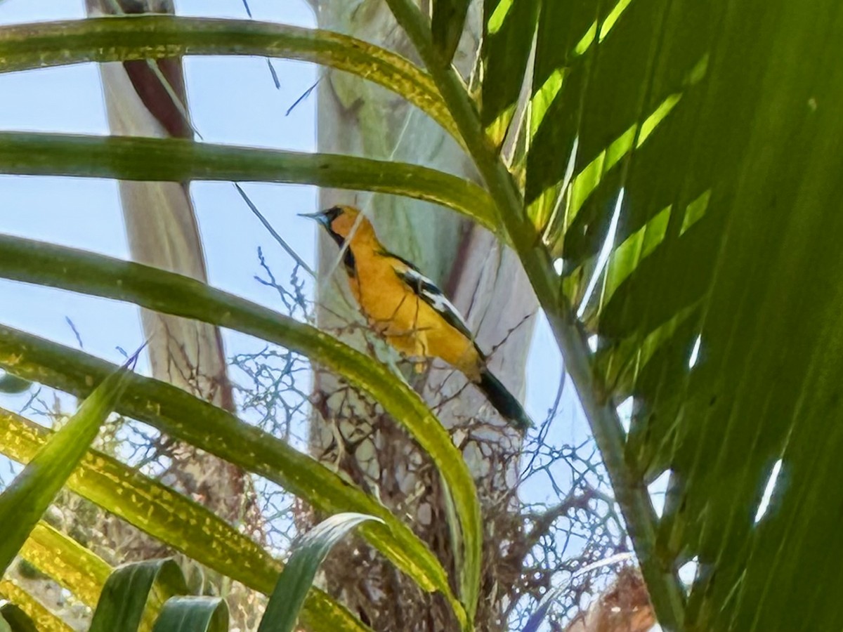 Oriole à dos rayé - ML647692166